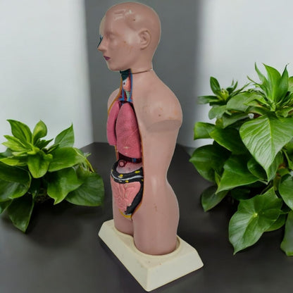 Anatomical Male Model