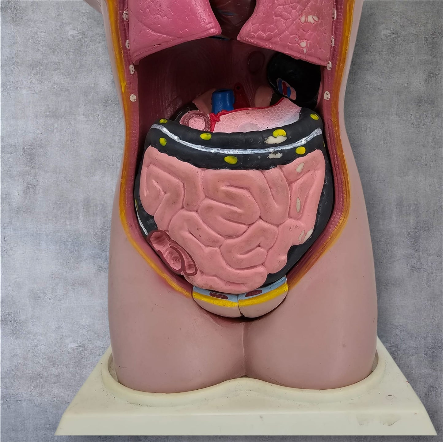 Anatomical Male Model