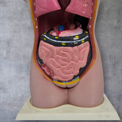 Anatomical Male Model