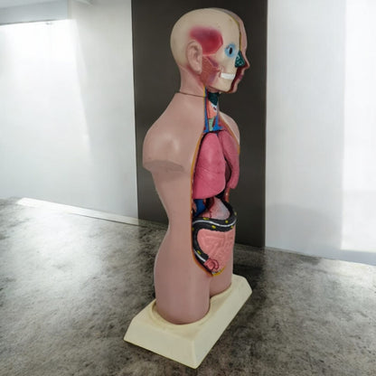 Anatomical Male Model