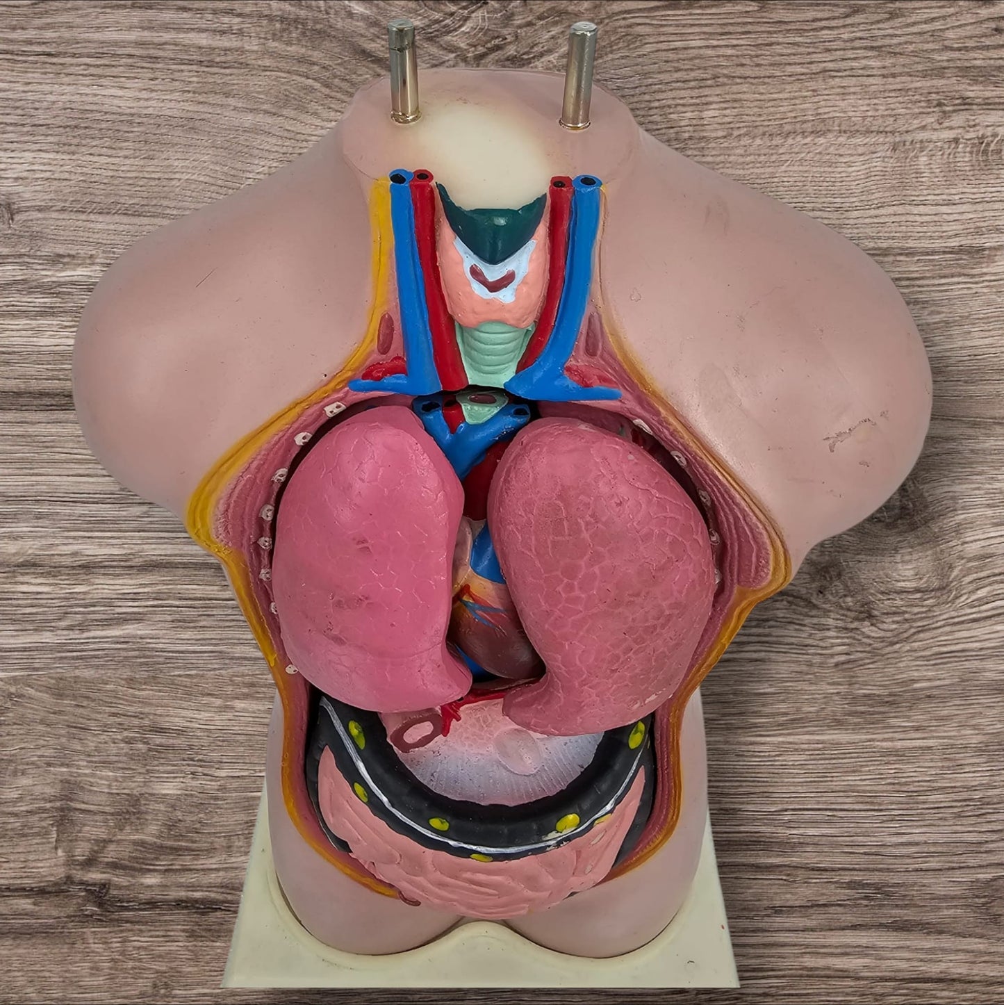 Anatomical Male Model