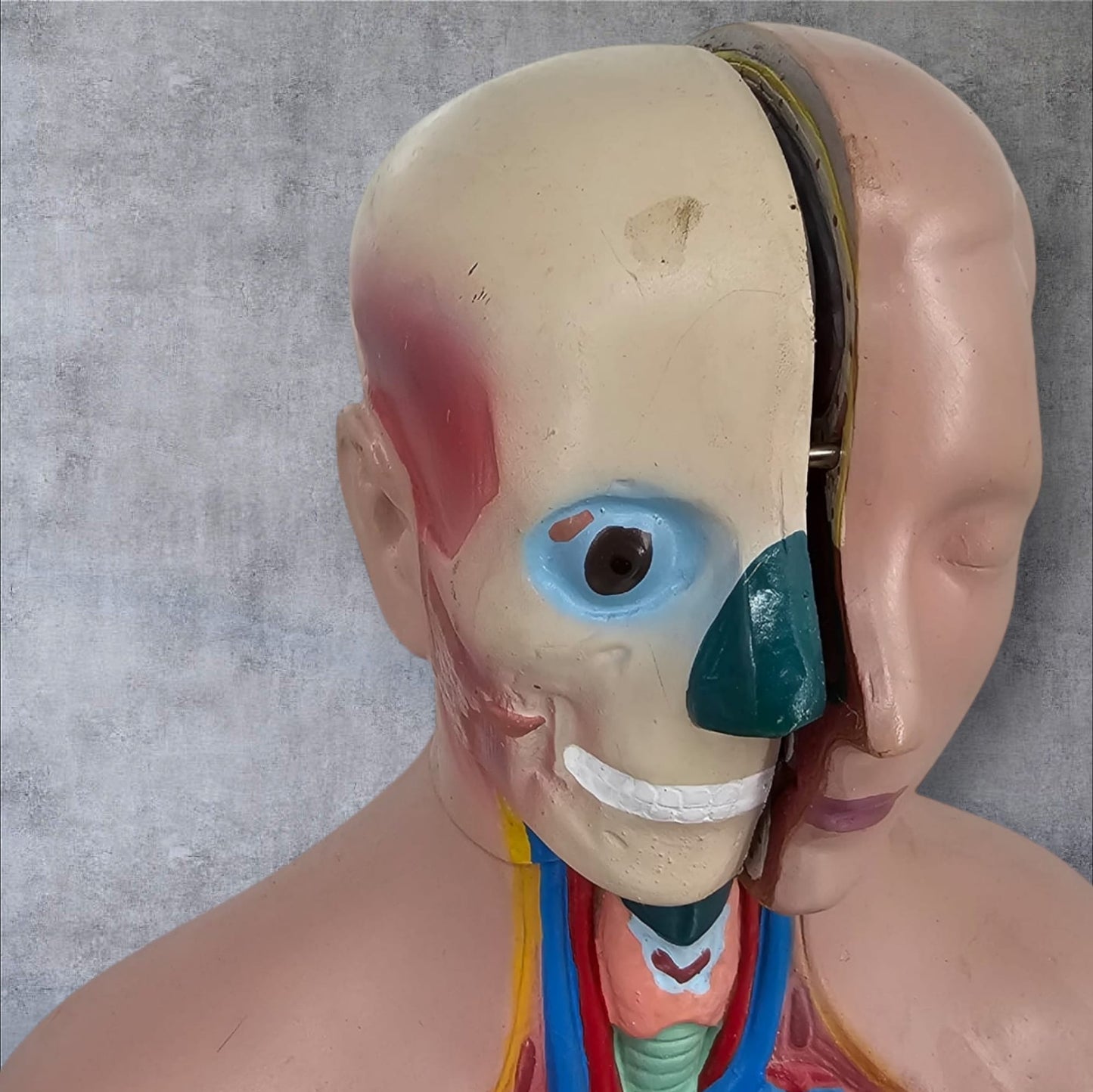 Anatomical Male Model