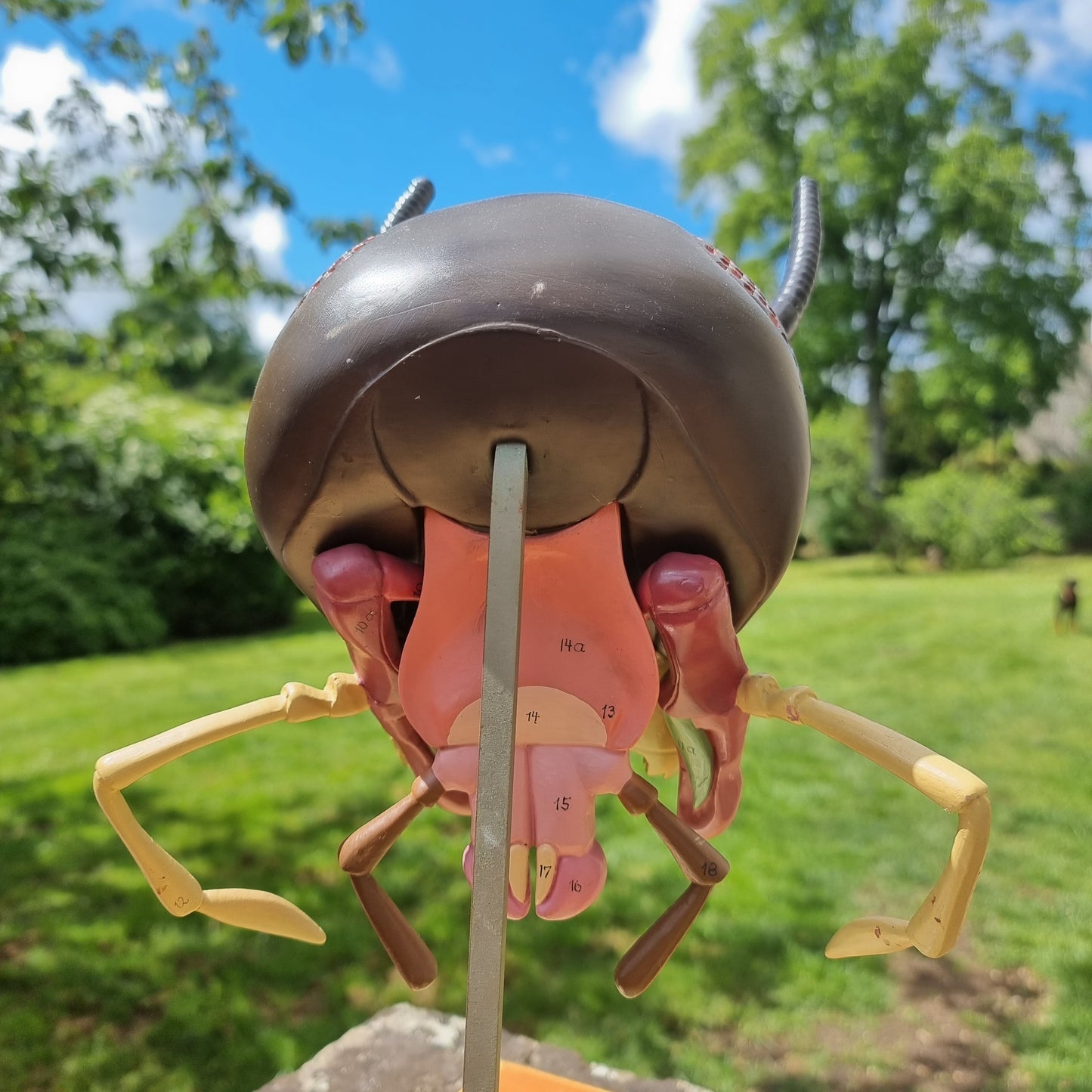 Adam Rouilly Cockroach Head Model