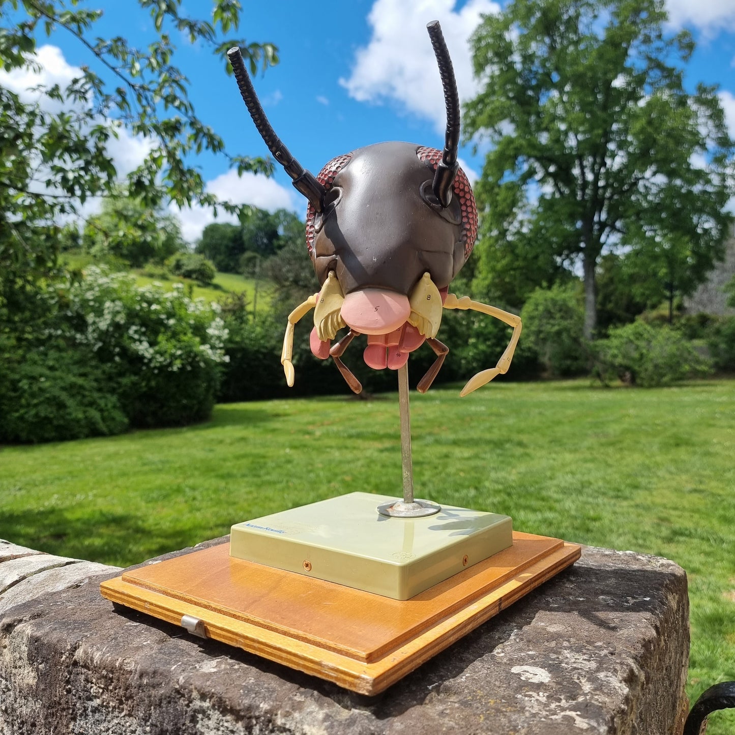 Adam Rouilly Cockroach Head Model